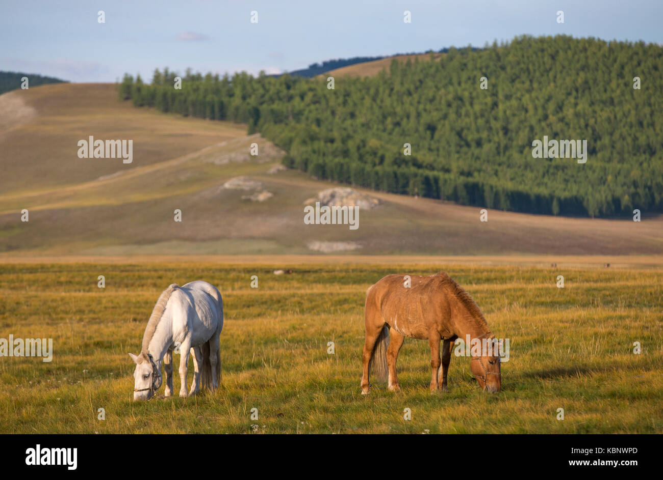 mongolian horses in a landscape of northern Mongolia Stock Photo - Alamy