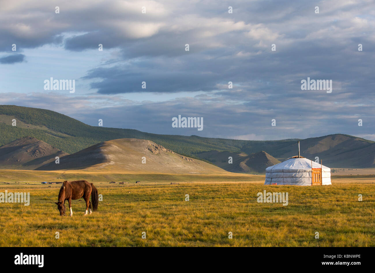 mongolian horses in a landscape of northern Mongolia Stock Photo - Alamy