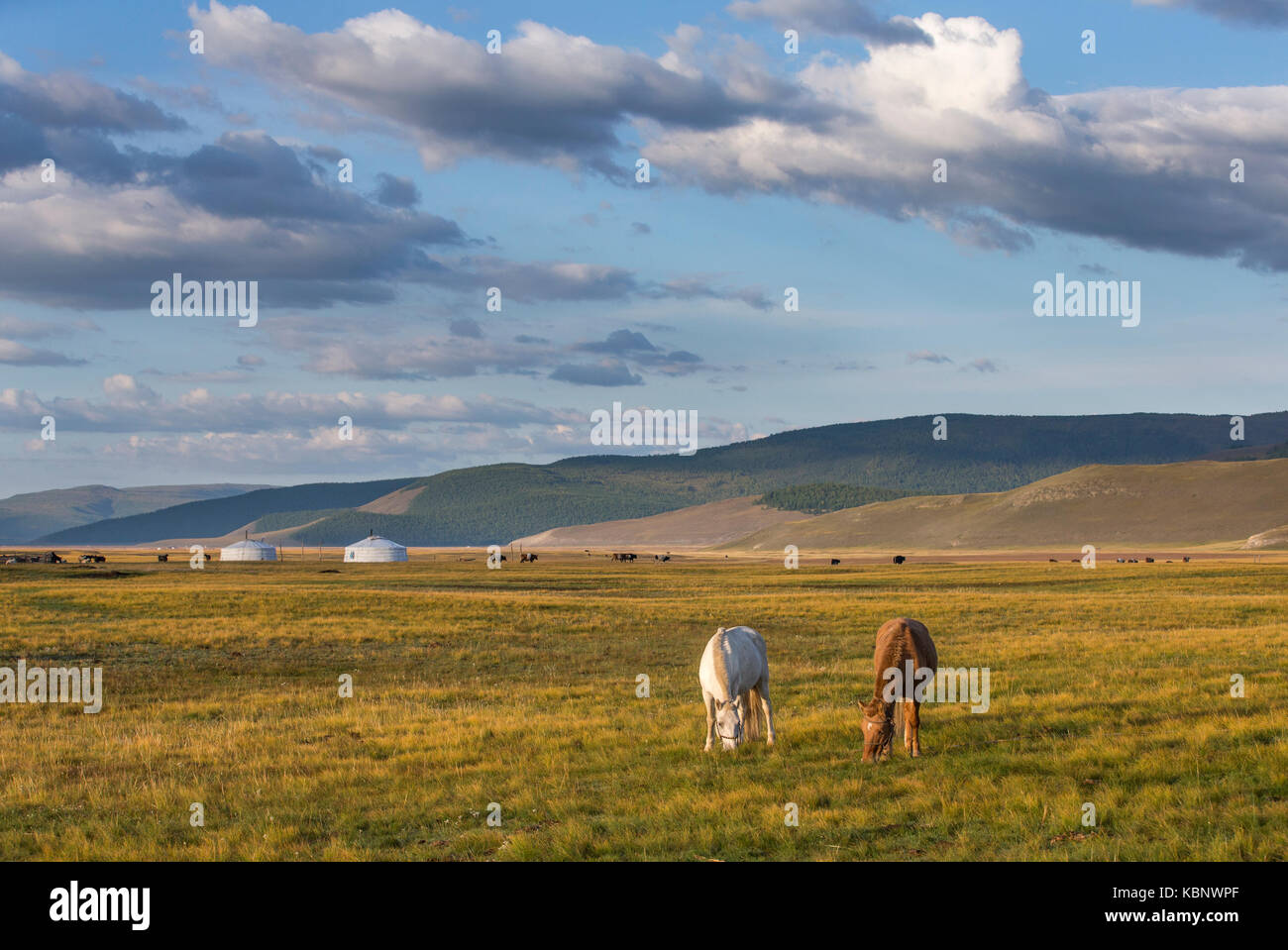 mongolian horses in a landscape of northern Mongolia Stock Photo - Alamy