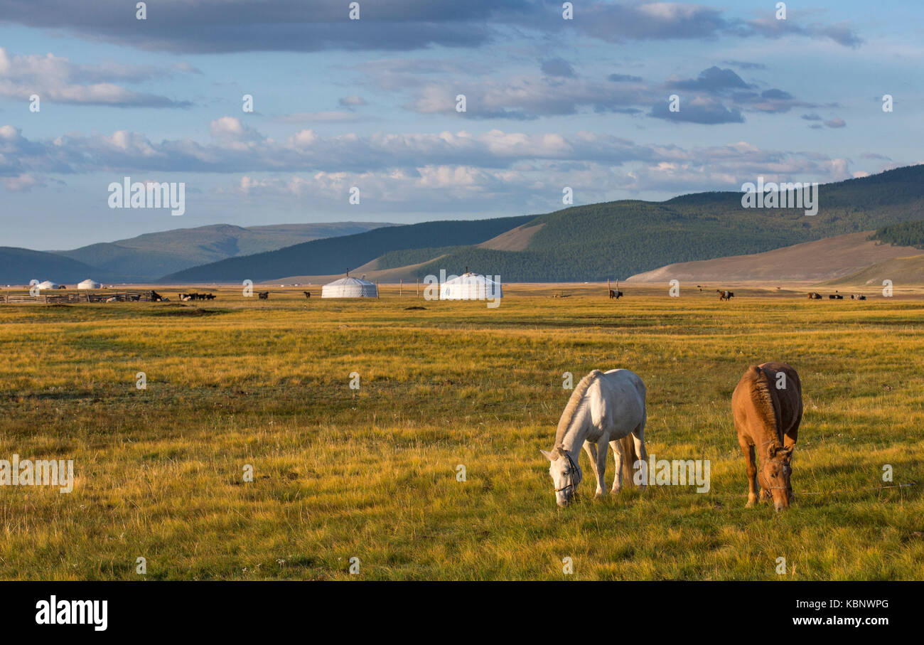 mongolian horses in a landscape of northern Mongolia Stock Photo - Alamy