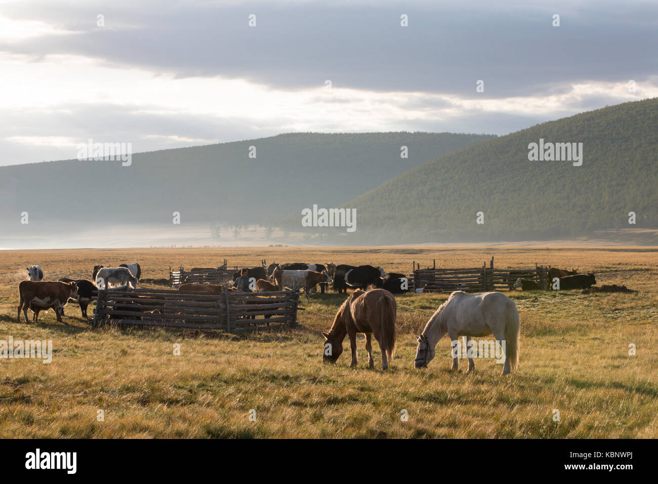 mongolian horses in a landscape of northern Mongolia Stock Photo - Alamy