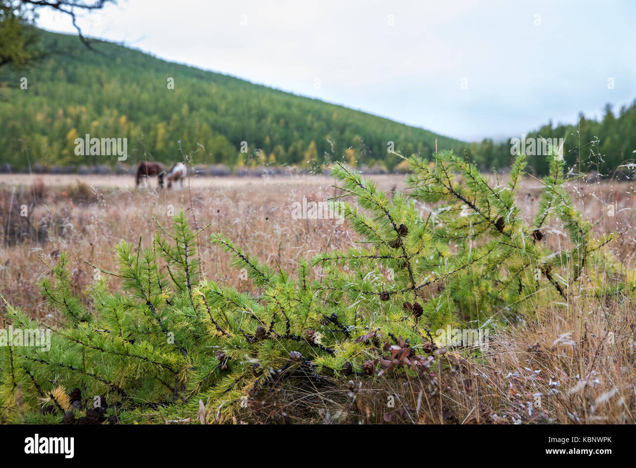 horses in a northern mongolian landscape Stock Photo - Alamy