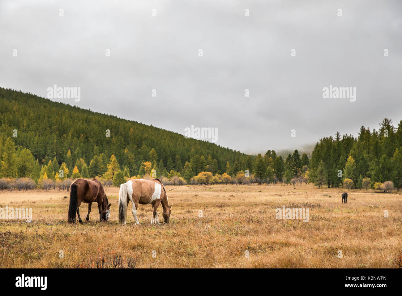 horses in a northern mongolian landscape Stock Photo - Alamy