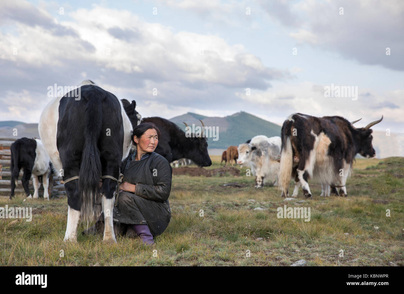 mongolian nomad woman milking a cow Stock Photo - Alamy