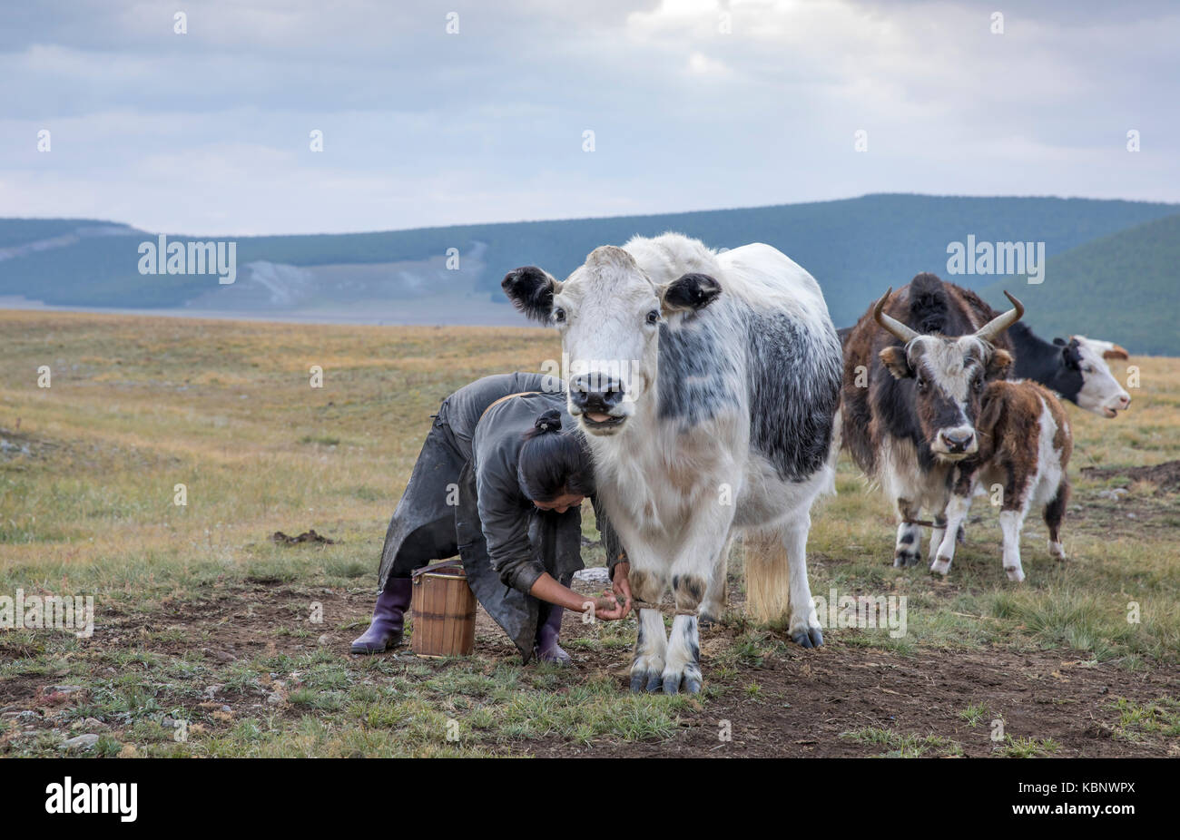 mongolian nomad woman milking a cow Stock Photo - Alamy