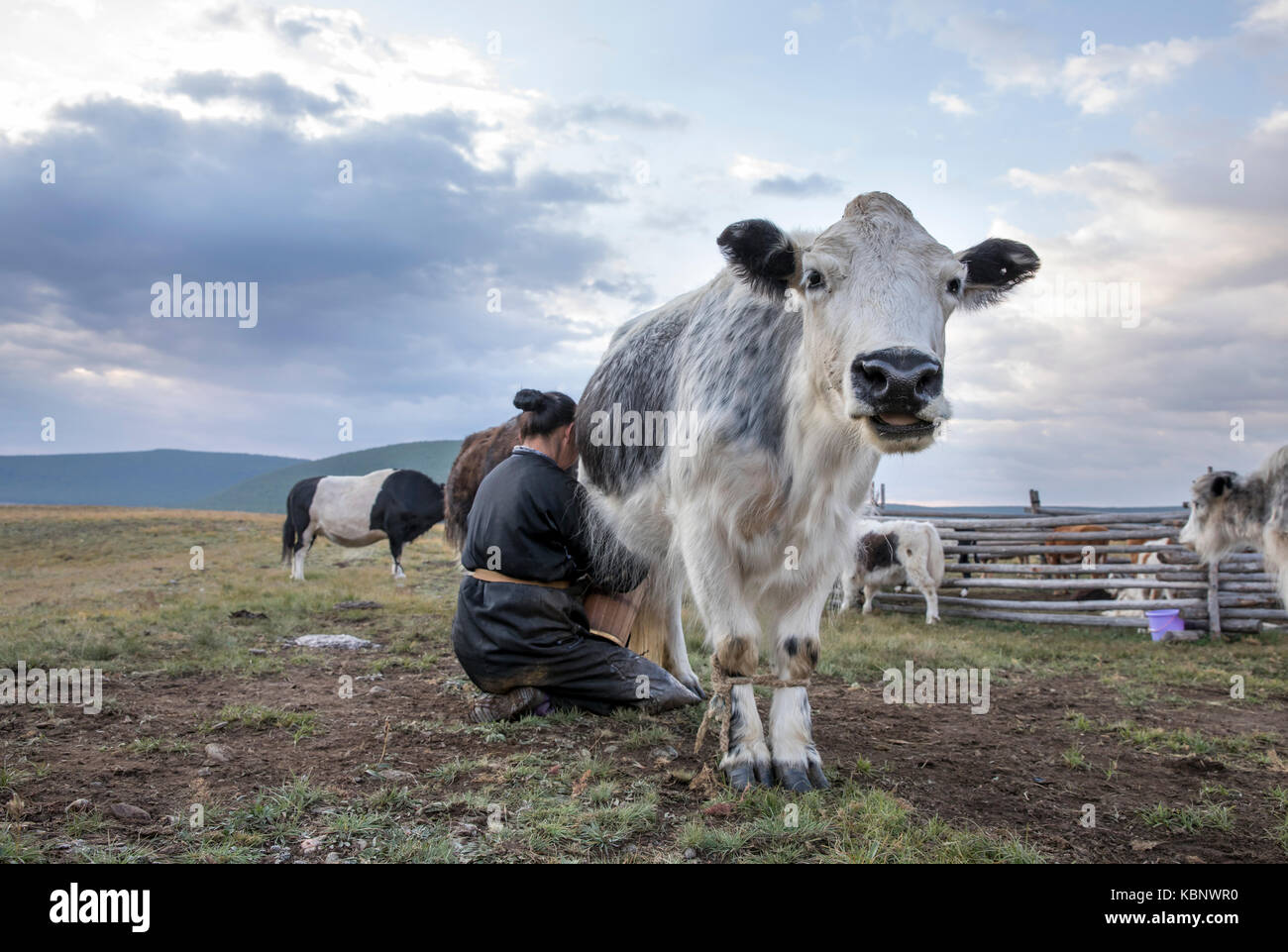 mongolian nomad woman milking a cow Stock Photo - Alamy