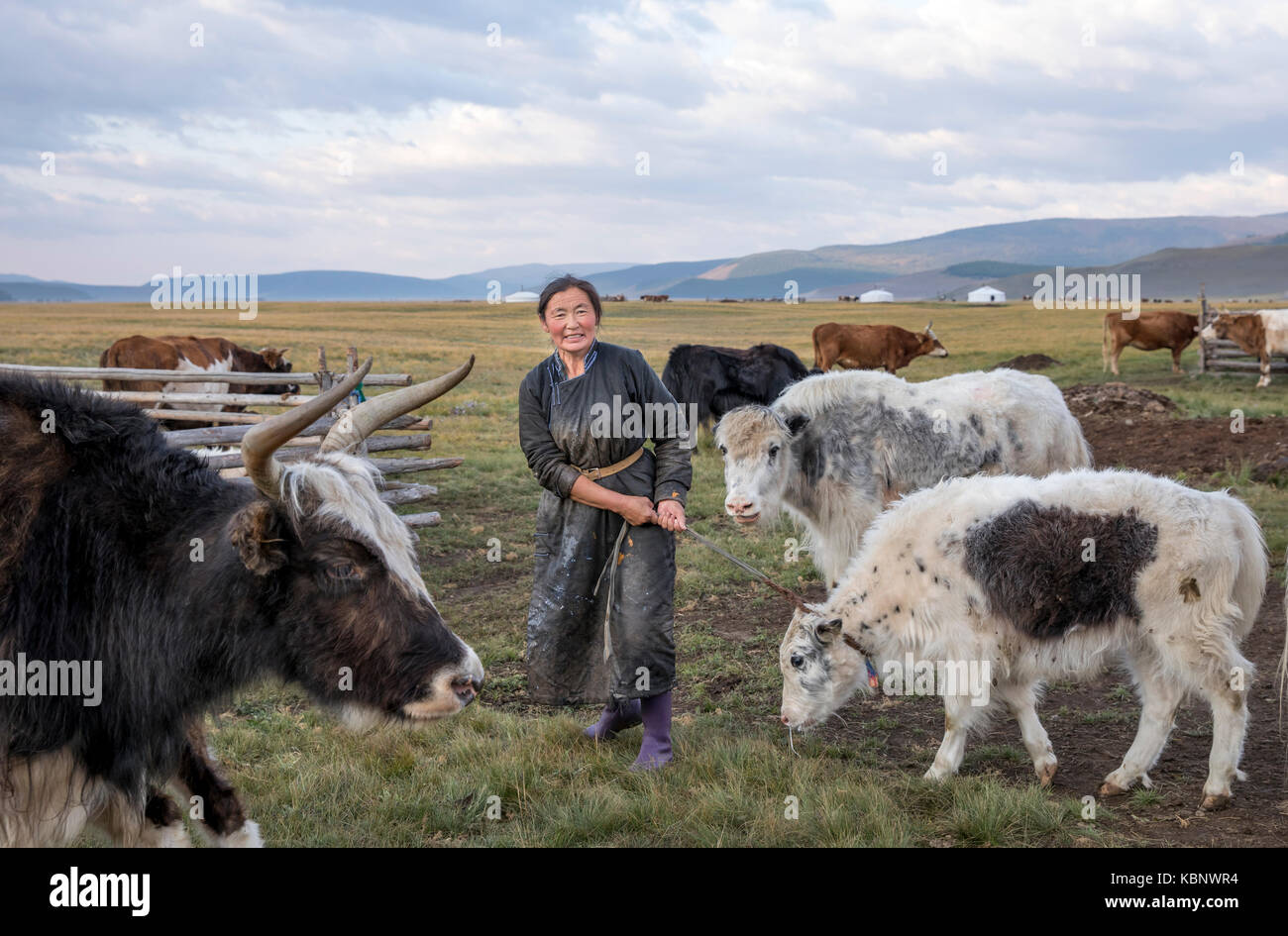 mongolian nomad woman milking a cow Stock Photo - Alamy