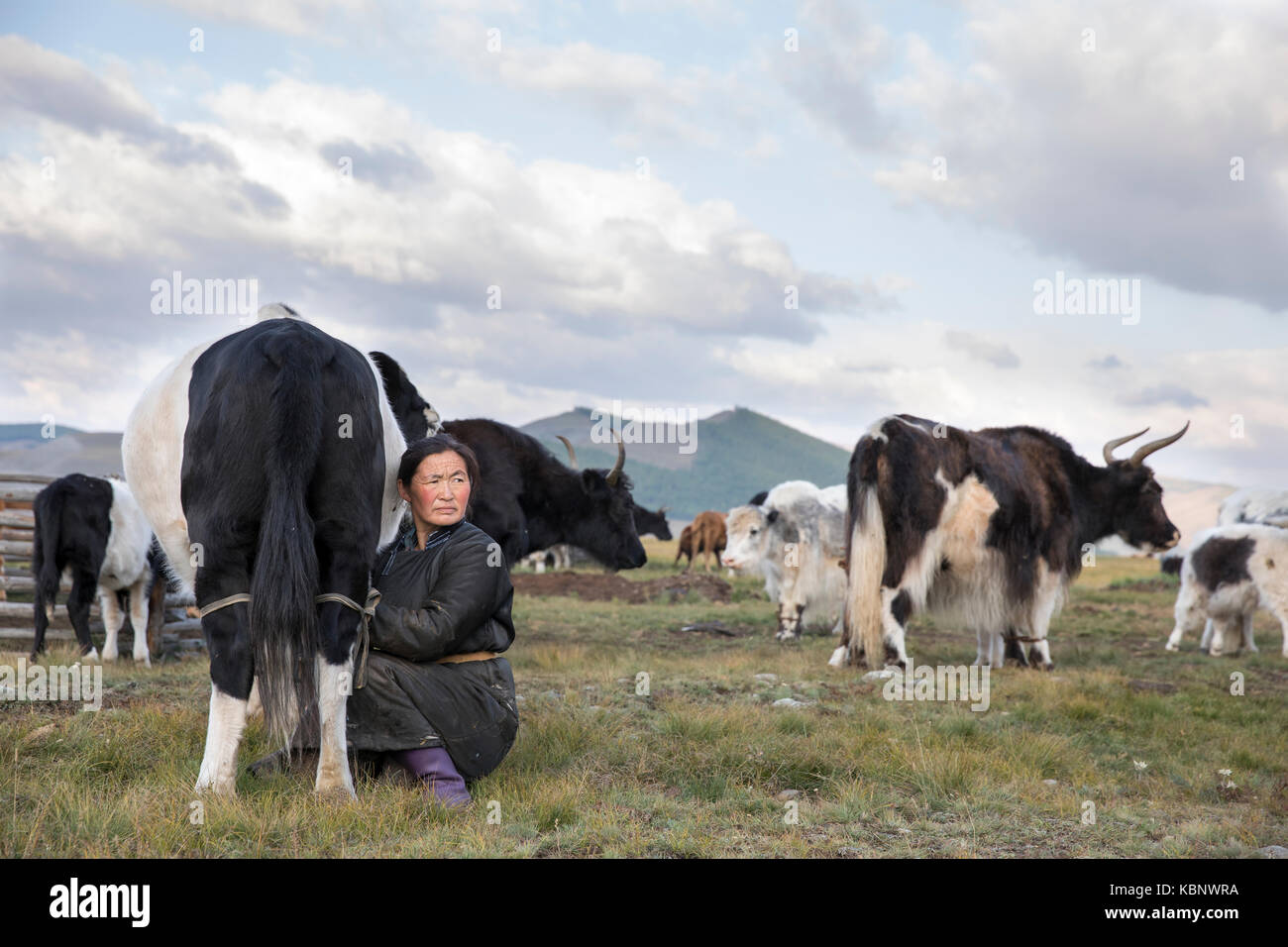 mongolian nomad woman milking a cow Stock Photo - Alamy