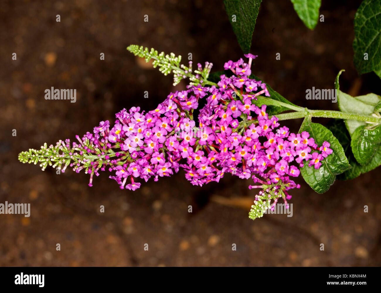 Spike of vivid magenta / pink flowers with buds and green foliage of evergreen shrub Buddleia 'CranRazz' against dark background Stock Photo