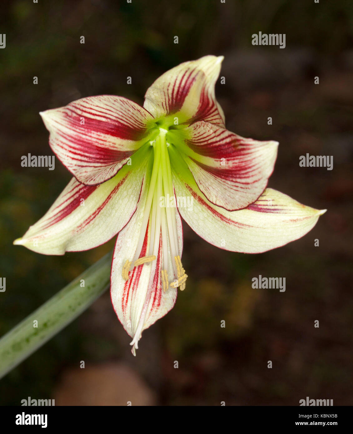 Beautiful cream / white and red striped flower with green throat of Hippeastrum papilio against dark background Stock Photo