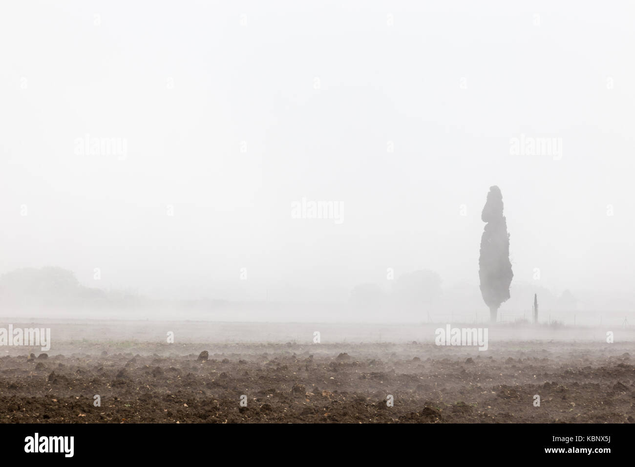 An isolated cypress in the midst of fog Stock Photo