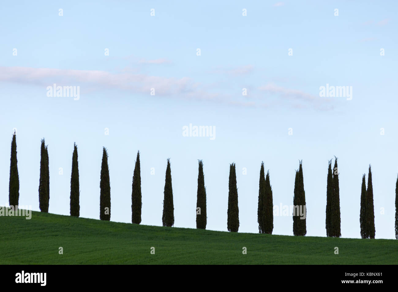 A line of cypresses following an hill profile, beneath a big, blue sky, with some sparse clouds Stock Photo