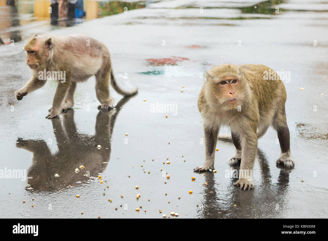 Two Macaque Monkeys, standing on tarmac in an urban environment, eating corn seeds. One monkey has severe fur loss. Phnom Penh city, Cambodia, SE Asia Stock Photo