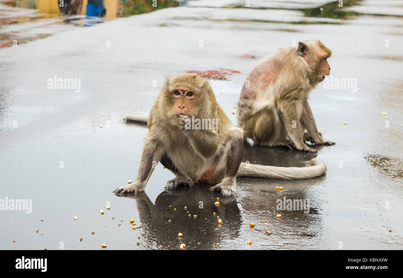 Two Macaque Monkeys, sitting on tarmac in an urban environment, eating corn seeds. One monkey has severe fur loss. Phnom Penh city, Cambodia, SE Asia Stock Photo