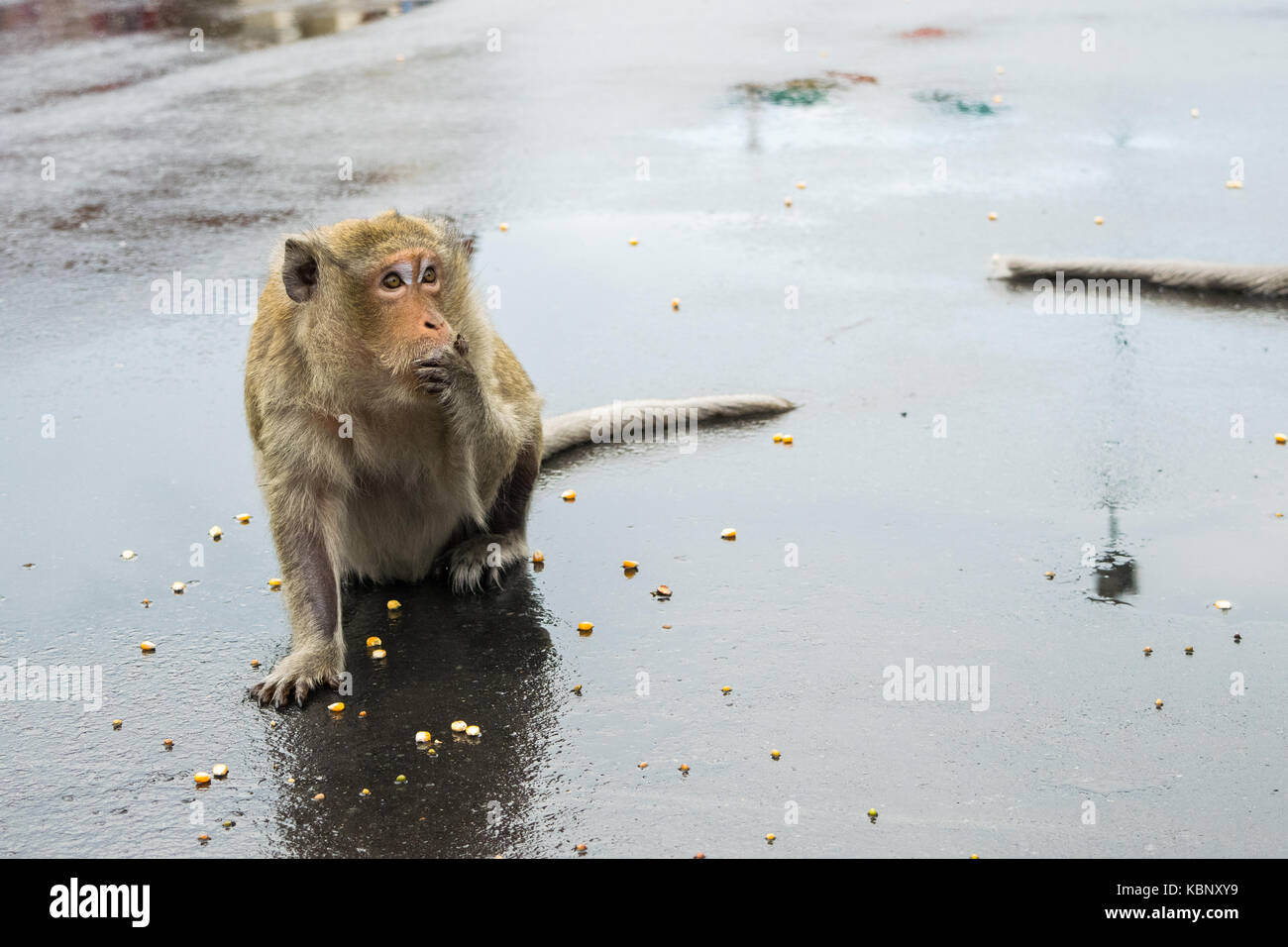 A macaque monkey slowly nibbling on corn seeds with its hands in front of its mouth. Monkey fed by tourists in Phnom Penh, Cambodia, South East Asia Stock Photo