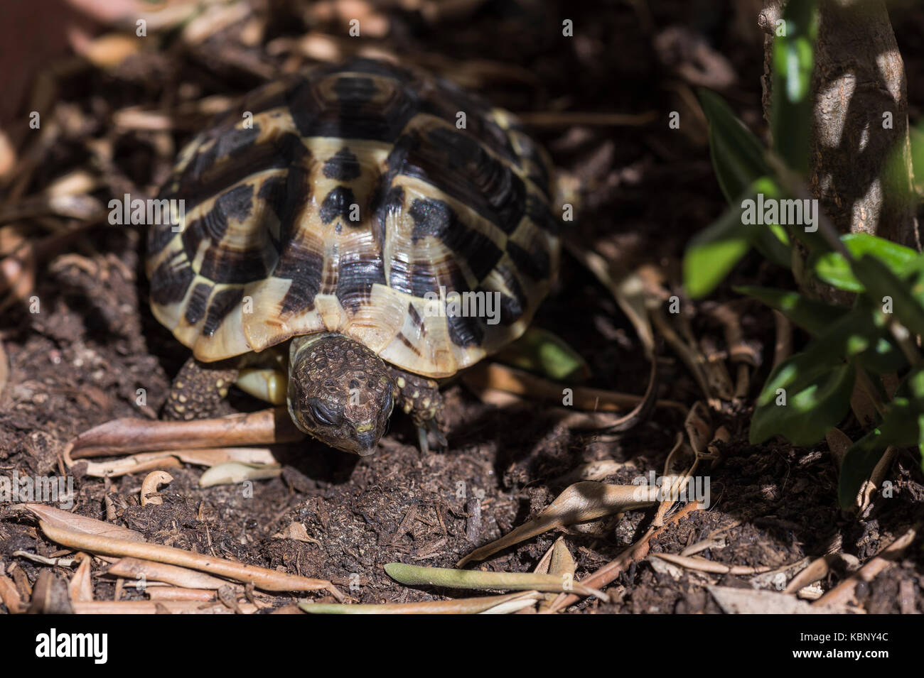 Hermann's tortoise (Testudo hermanni ) Marseille France Stock Photo - Alamy