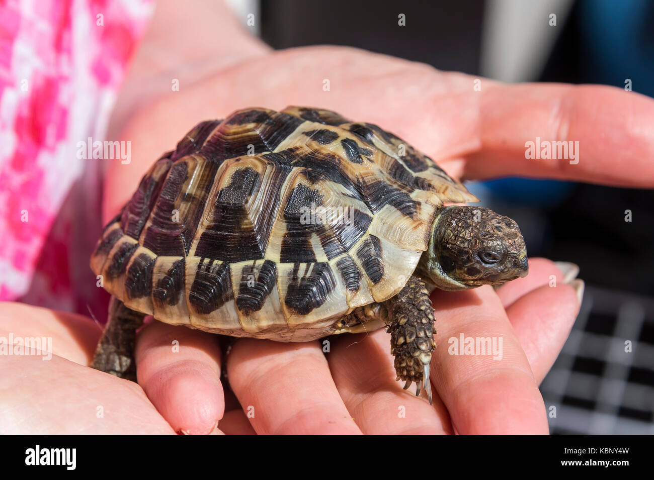 Hermann's tortoise (Testudo hermanni ) Marseille France Stock Photo - Alamy