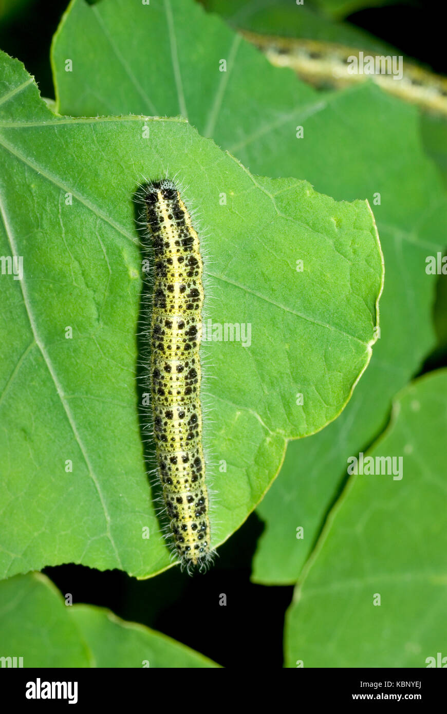 Cabbage White Caterpillar Stock Photo Alamy