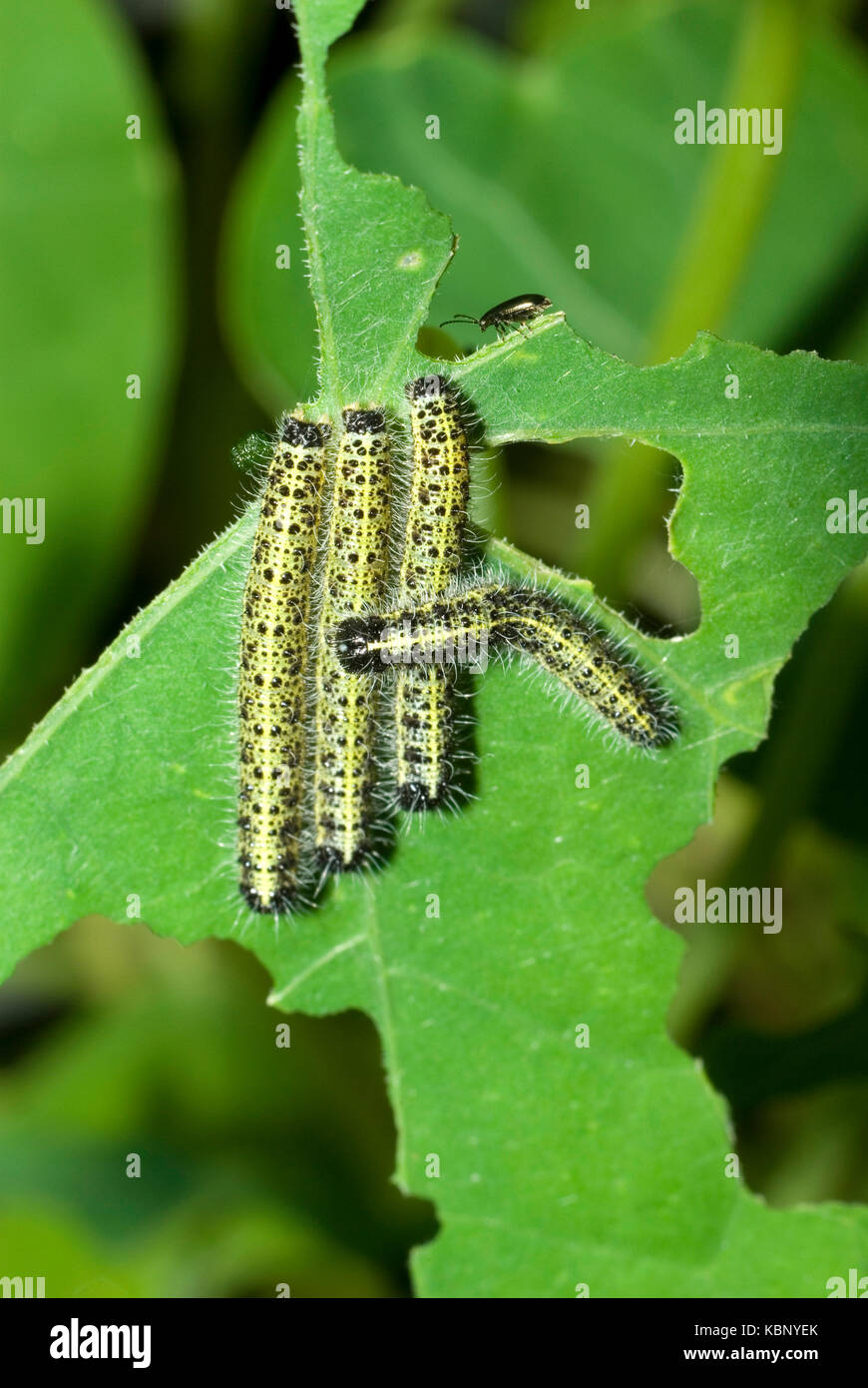 Cabbage white caterpillars uk hires stock photography and images Alamy