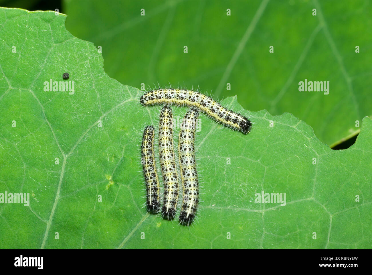 Cabbage White Caterpillars Stock Photo