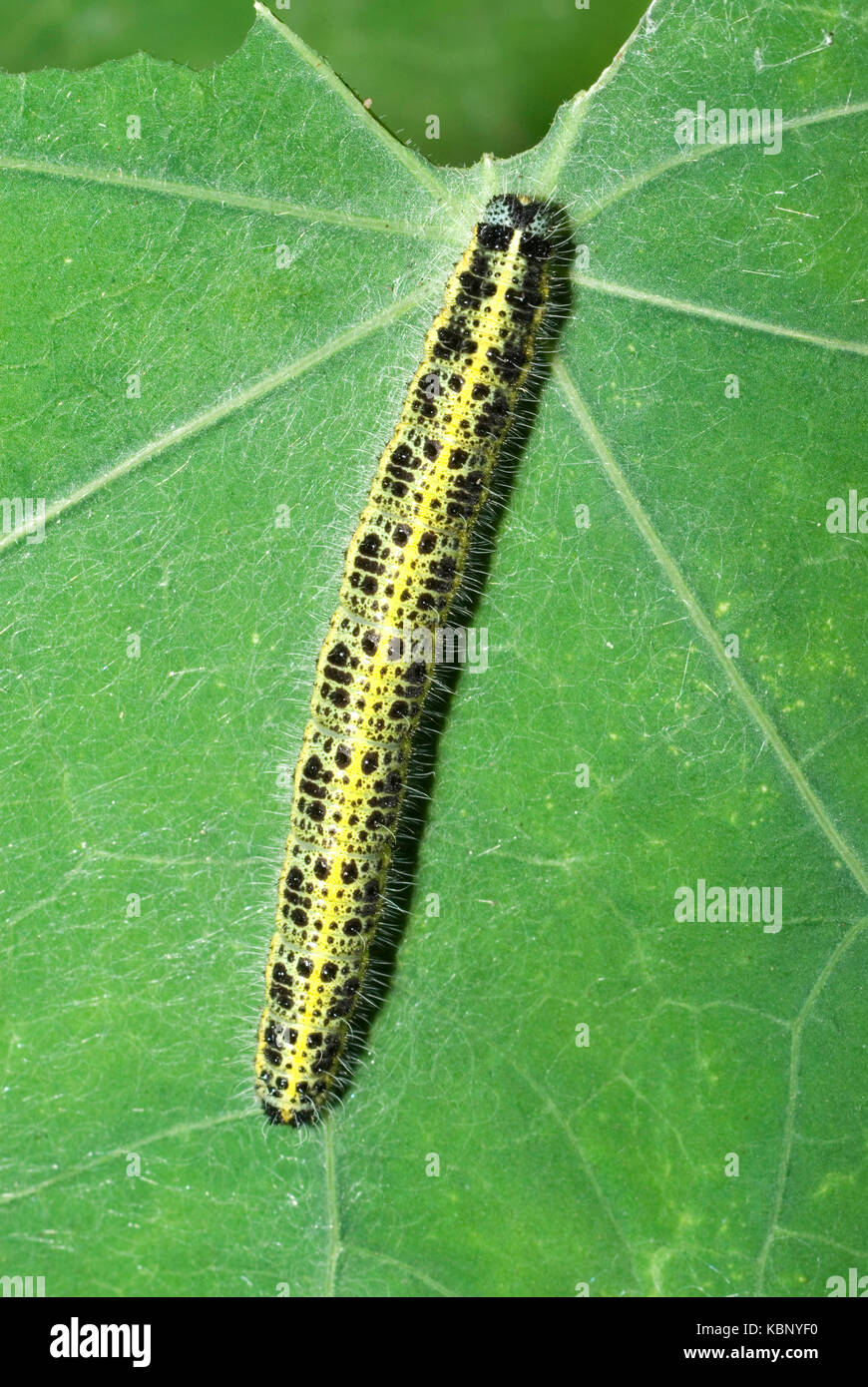 Cabbage White Caterpillar Stock Photo