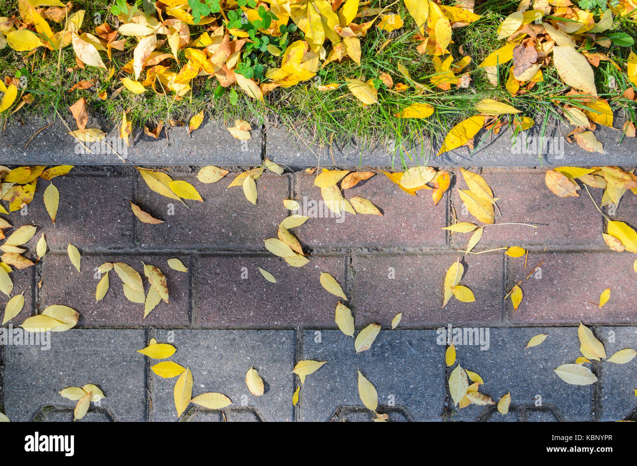 Yellow Fallen Autumn Leaves on the on the Sidewalk Paved with Gray ...