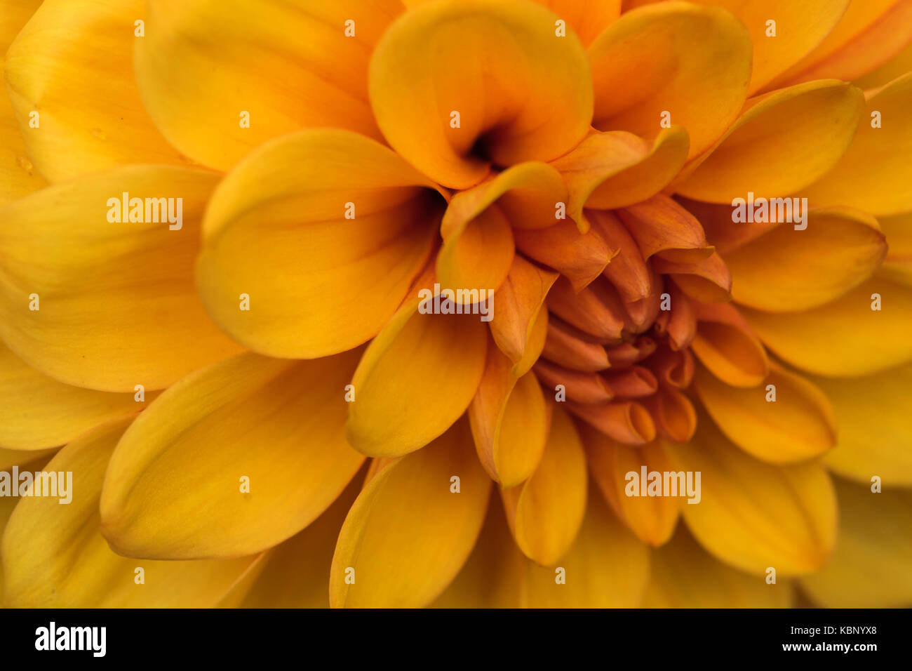 Beautiful yellow Dahlia flower Stock Photo Alamy