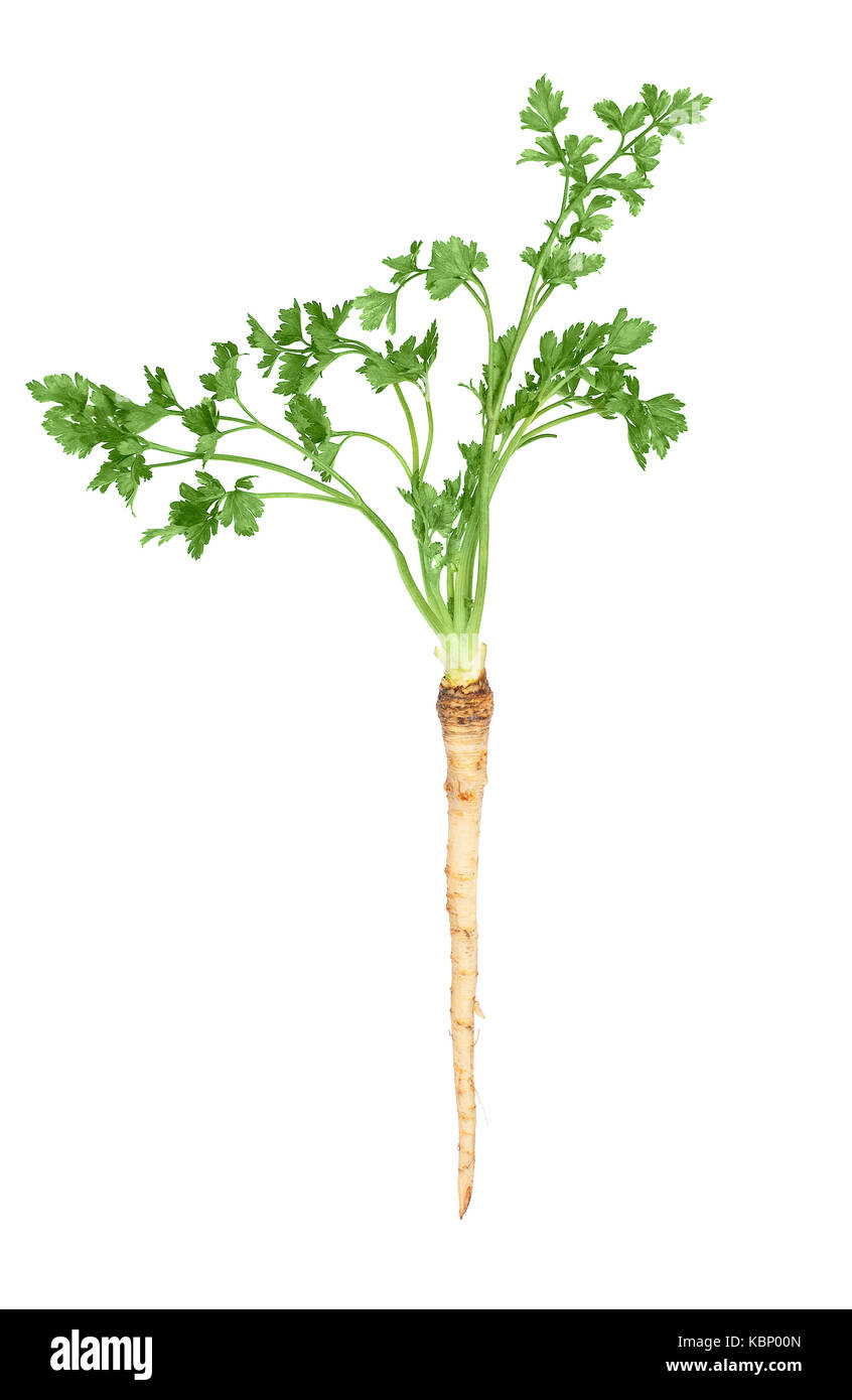 parsley root isolated on white Stock Photo