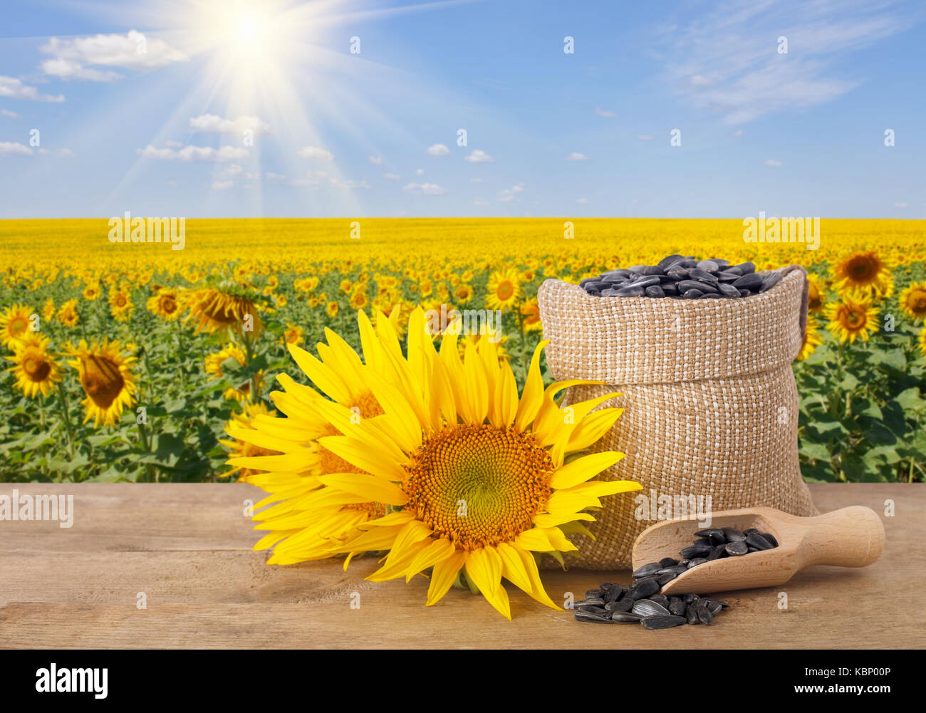 sunflower seeds in bag and fresh sunflowers Stock Photo Alamy