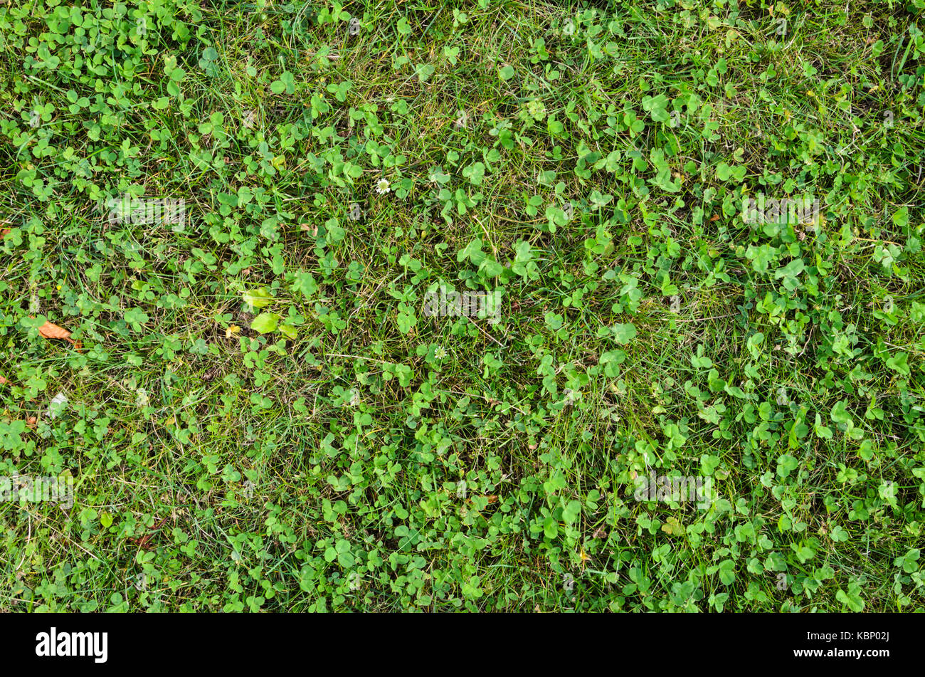 Ground cover ideas hi-res stock photography and images - Alamy