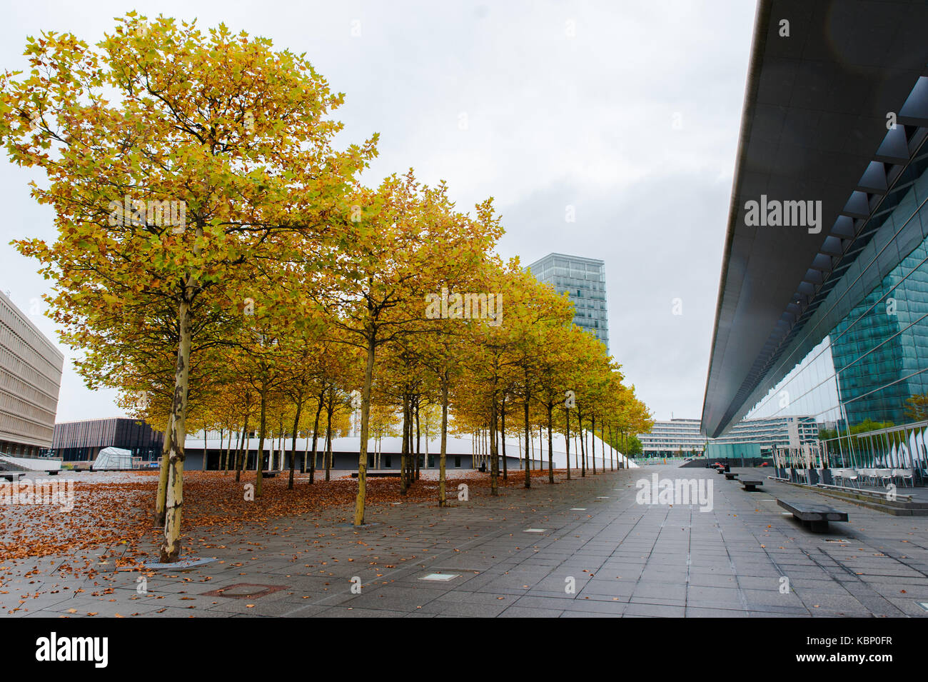 Yellow trees in the garden of Concert Hall Philharmonie, Luxembourg Stock Photo