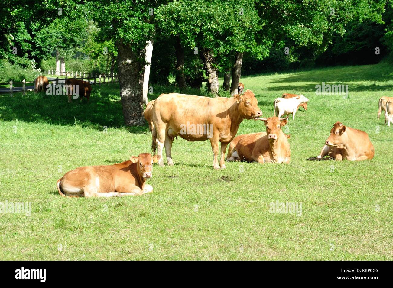 Cows in meadows Stock Photo - Alamy