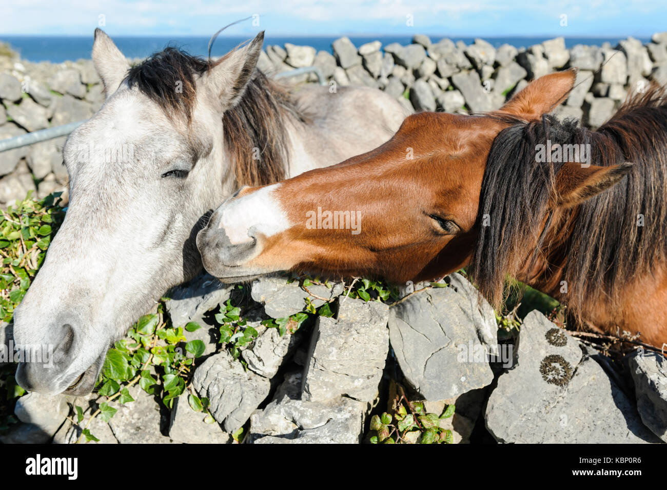 Two horses kissing in the Aran Islands, Ireland, close to Galway, showing that love is a feeling also available into the animal world. Stock Photo