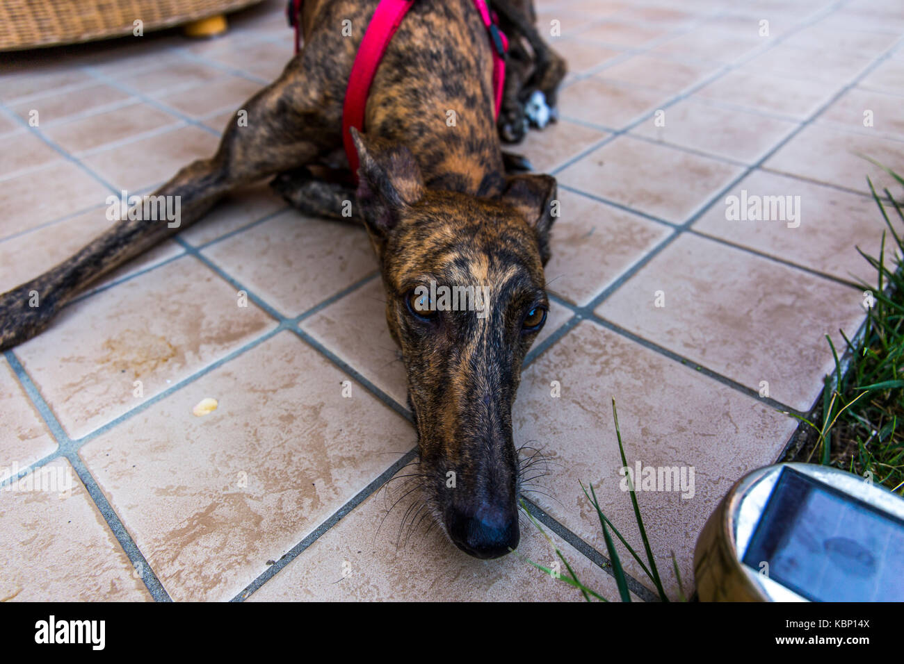 Lassie dog stock image. Image of mouth, furry, drool, whiskers - 4864427