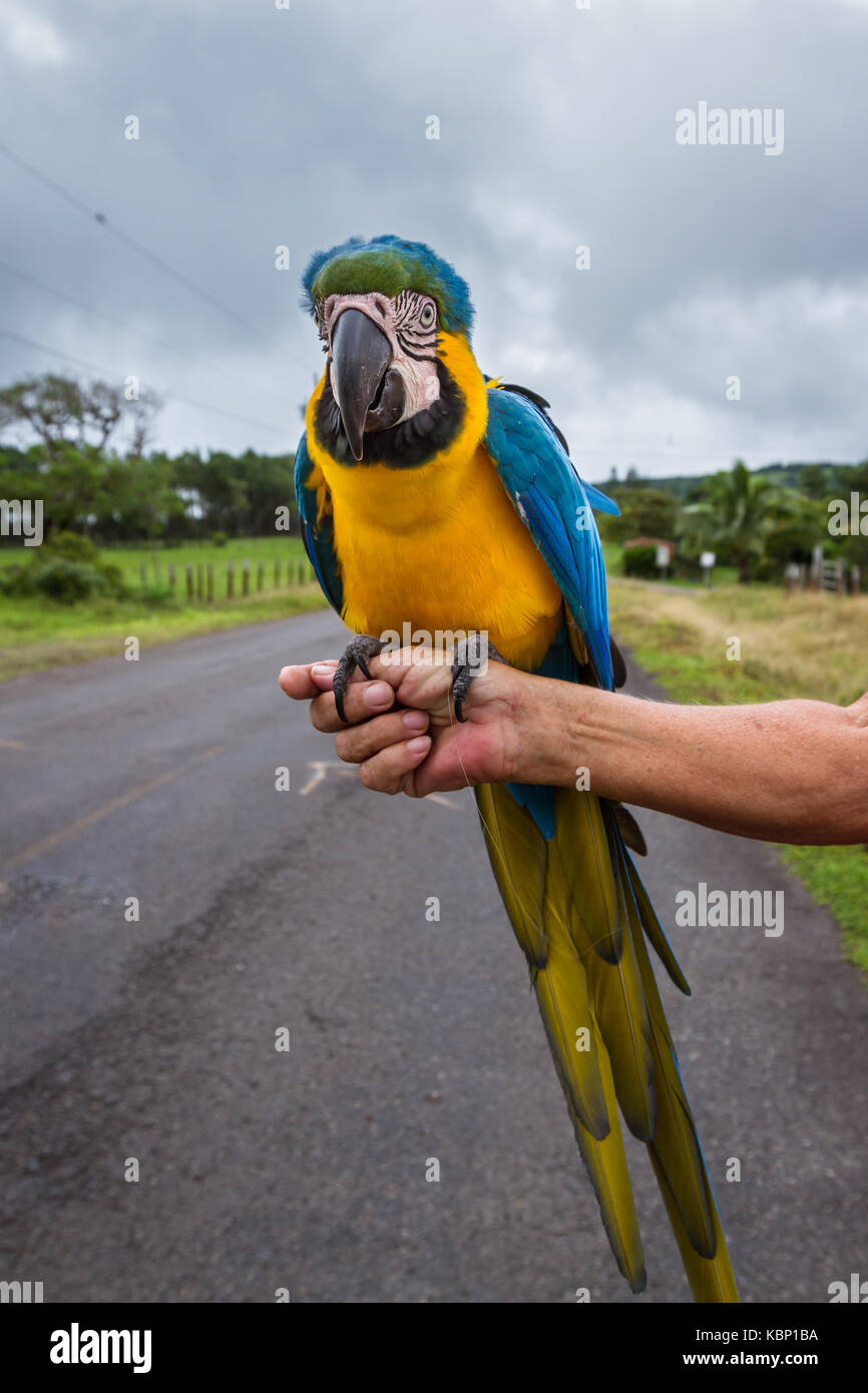 Blue and gold macaw hi-res stock photography and images - Alamy