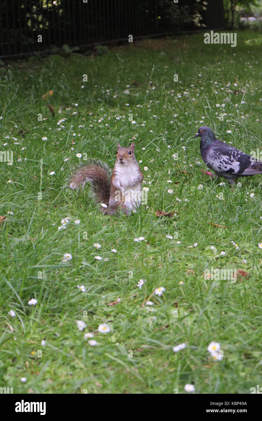 STANDING SQUIRREL AND DOVE Stock Photo