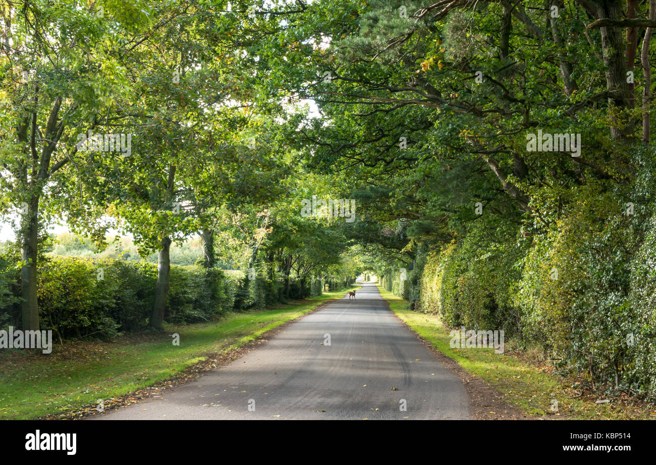 Long straight empty country road with overarching trees, small deer in middle of road in the distance, East Lothian, Scotland, UK Stock Photo