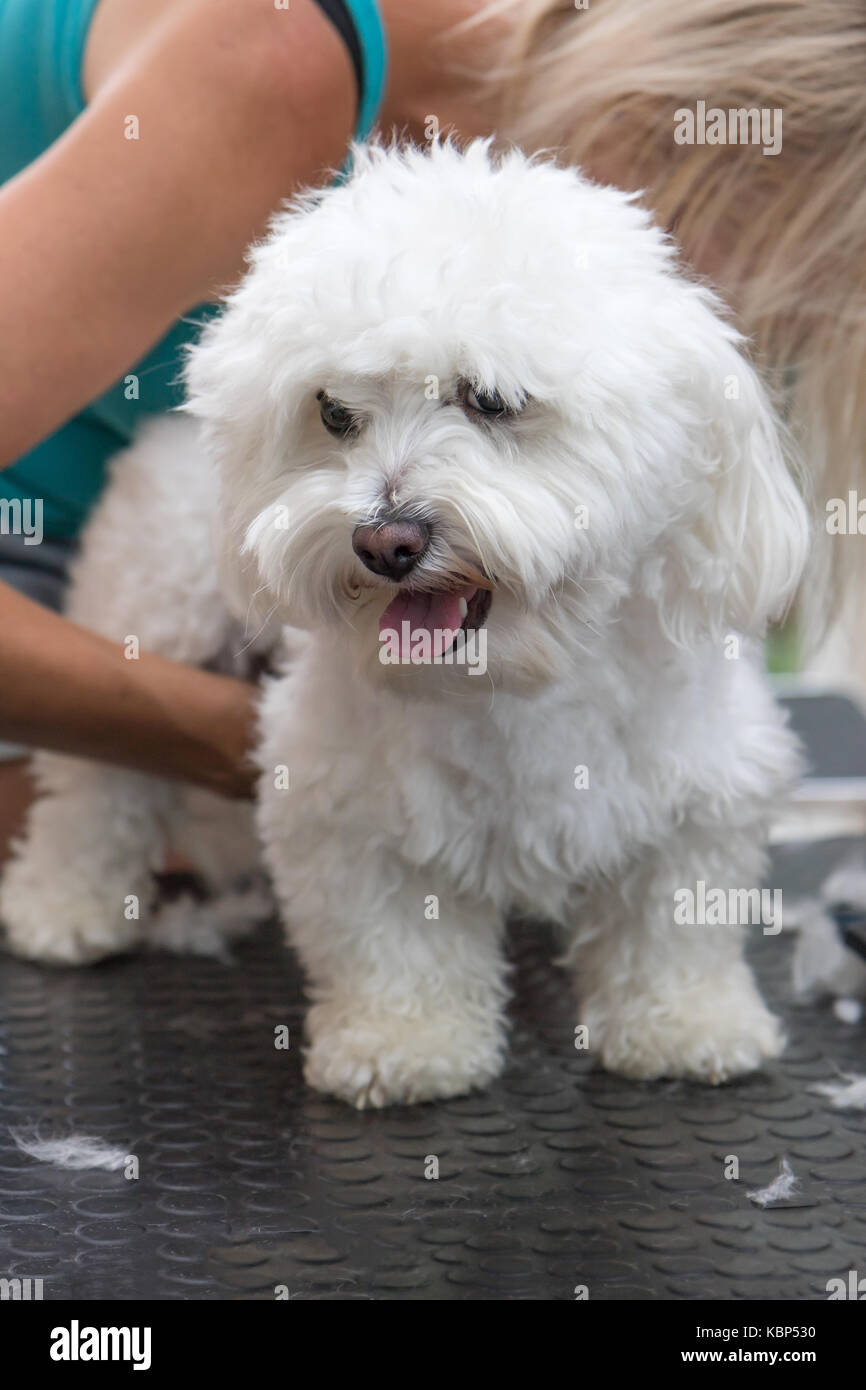 Grooming the white Bolognese dog. The dog is looking at the side