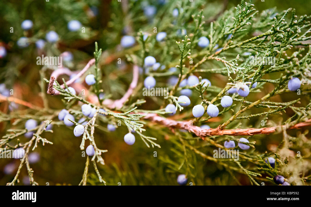 Beautiful sprigs of juniper with a rounded berries are blue. Stock Photo