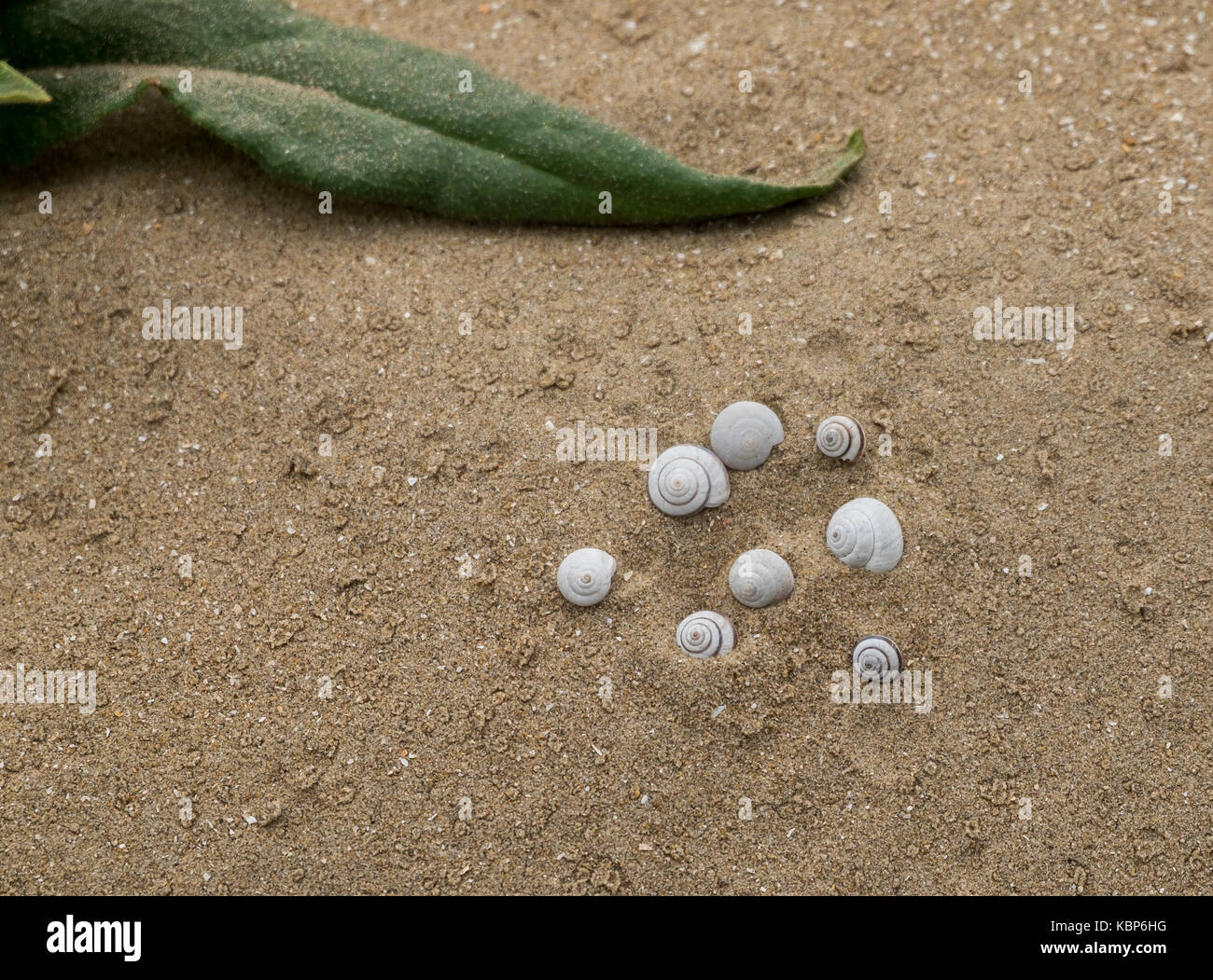 Snail shells in sand Stock Photo Alamy