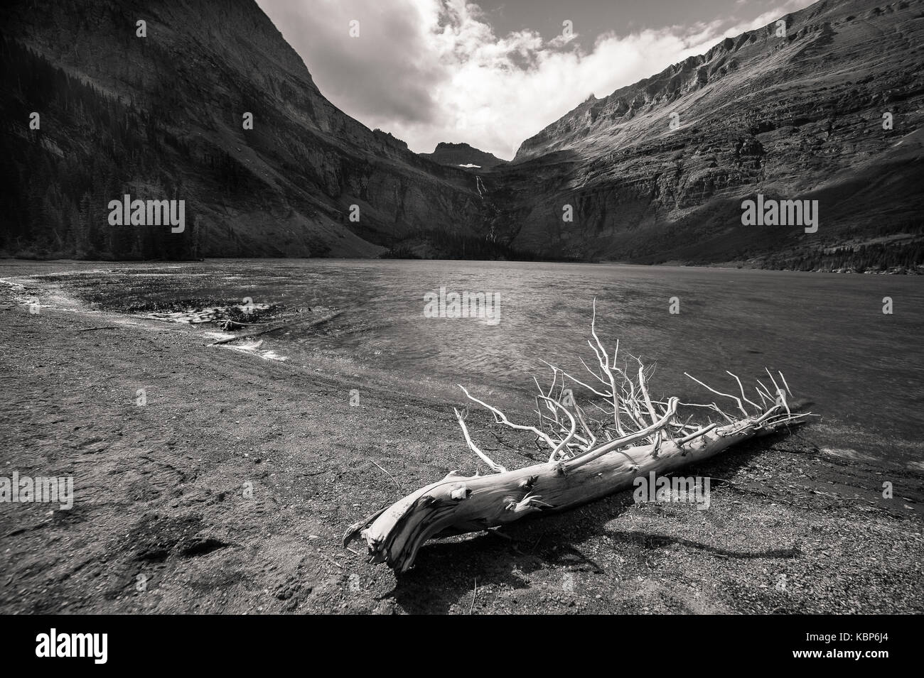 Sun bleached tree hi-res stock photography and images - Alamy