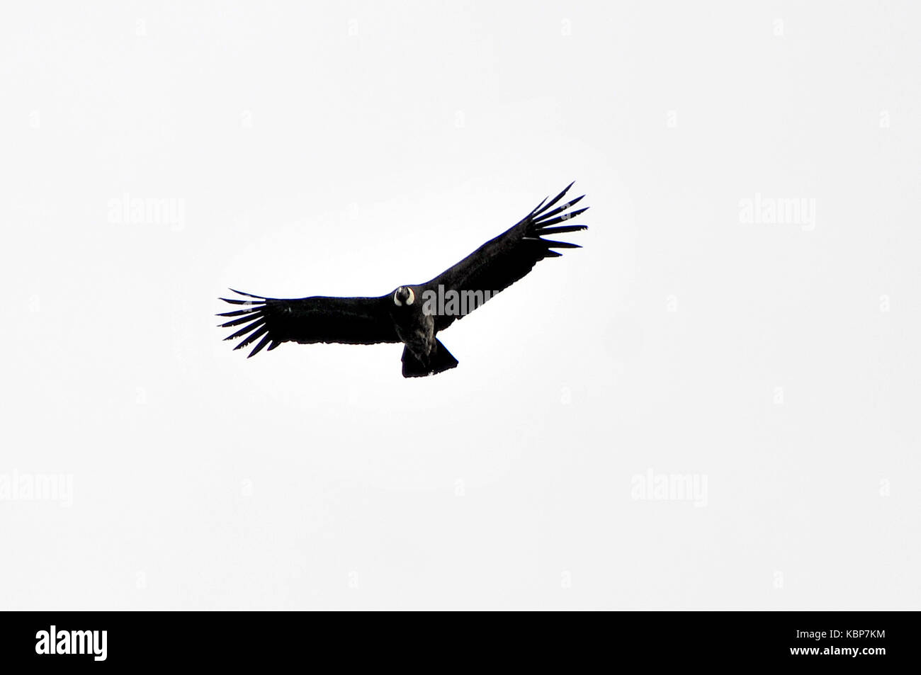 fauna at patagonia Stock Photo
