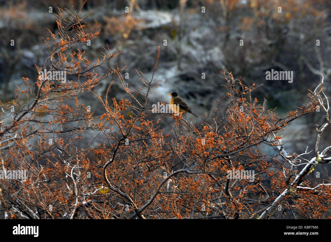 fauna at patagonia Stock Photo