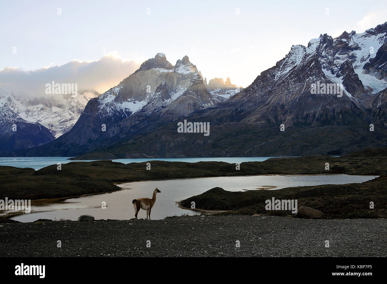 Fauna patagonia hi-res stock photography and images - Alamy
