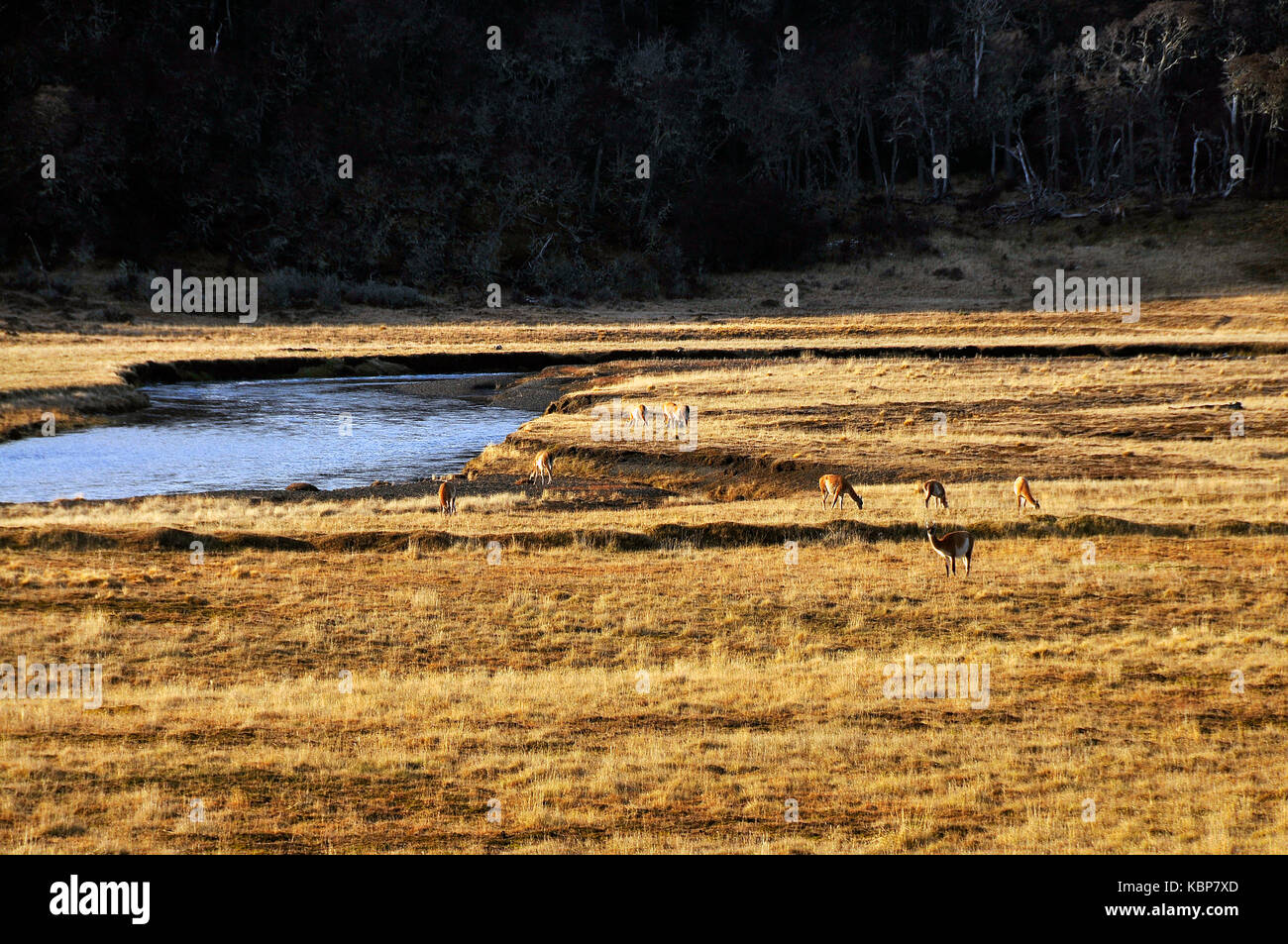 Fauna patagonia hi-res stock photography and images - Alamy