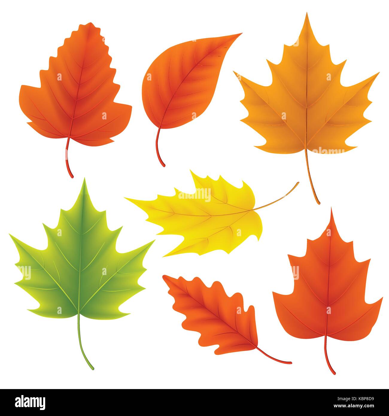 Fall leaves vector set for autumn season and seasonal elements with
