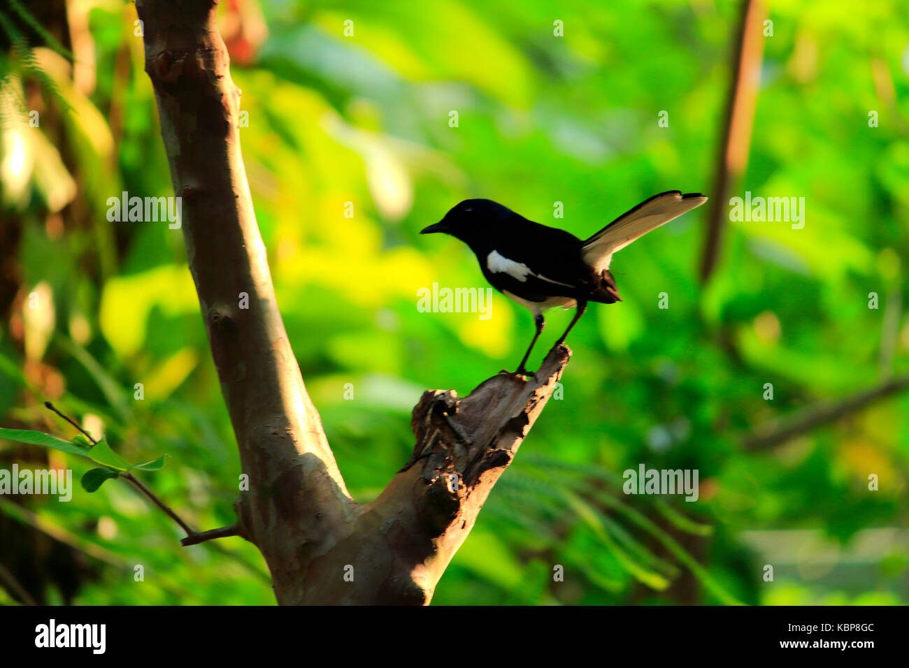Birds of kerala hires stock photography and images Alamy