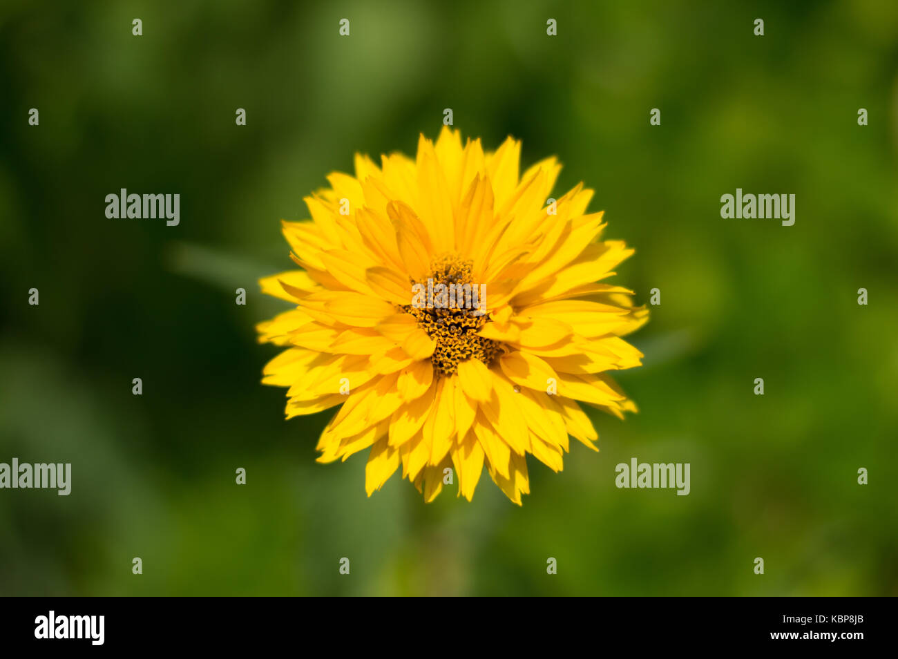 Yellow flower opens up fully to show its beauty above a garden Stock