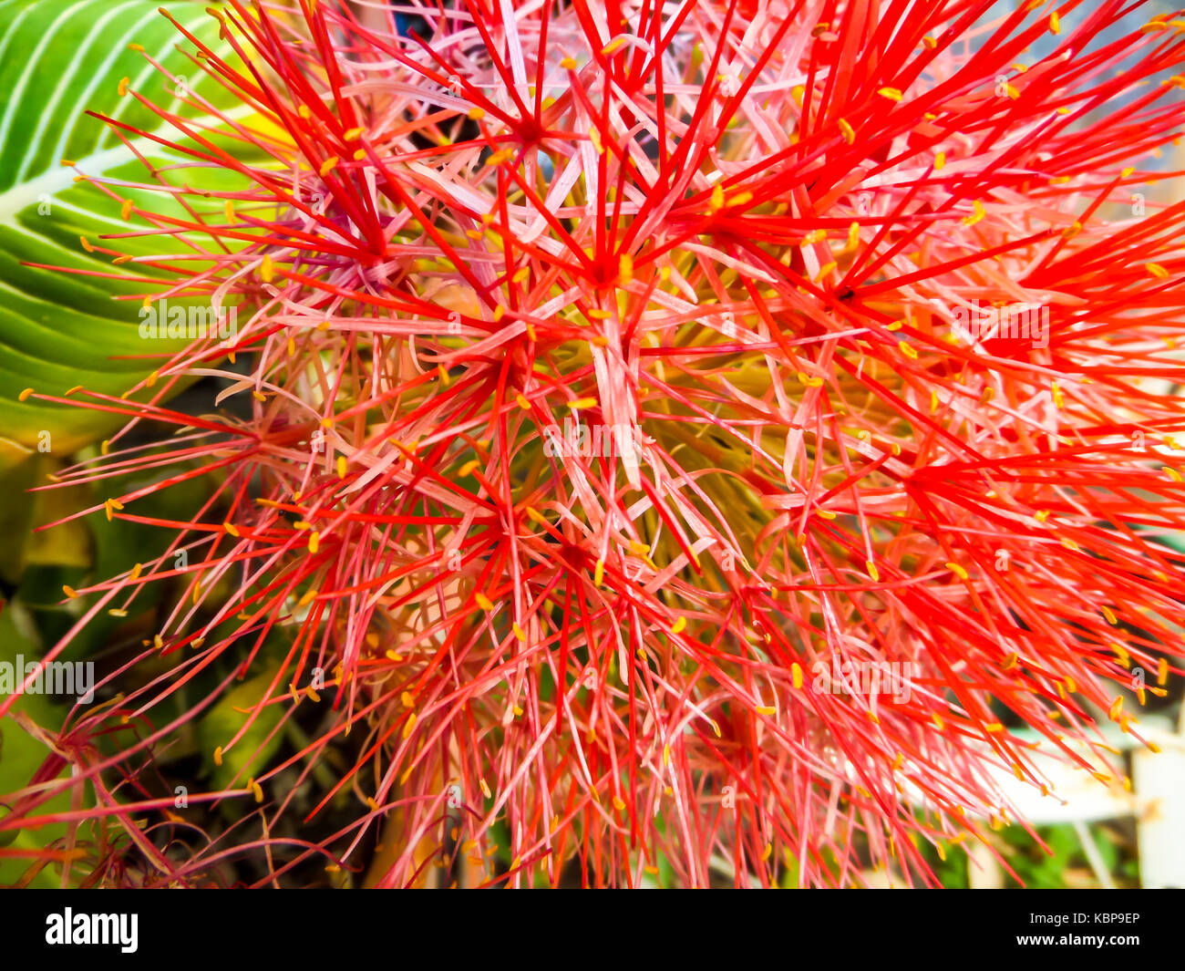 blood flower, powder puff Lilly is grown as an ornamental plant for its