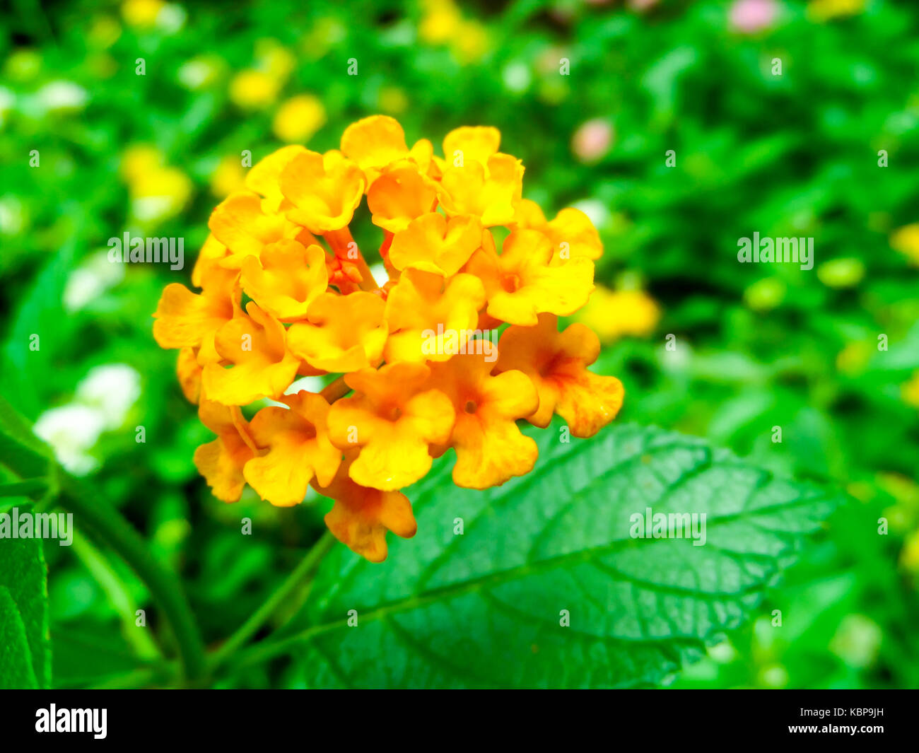 Lantana camara colorful two tone bloom in the garden Stock Photo